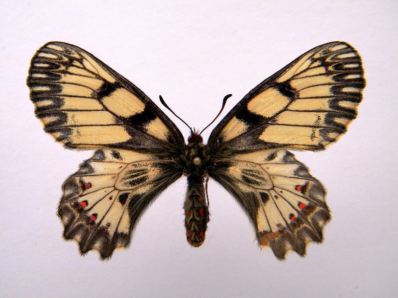 Zerynthia polyxena (coldshock maybe)2 (Internet Image property of respective owner, non-commercial use only)
